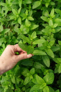 holy basil 