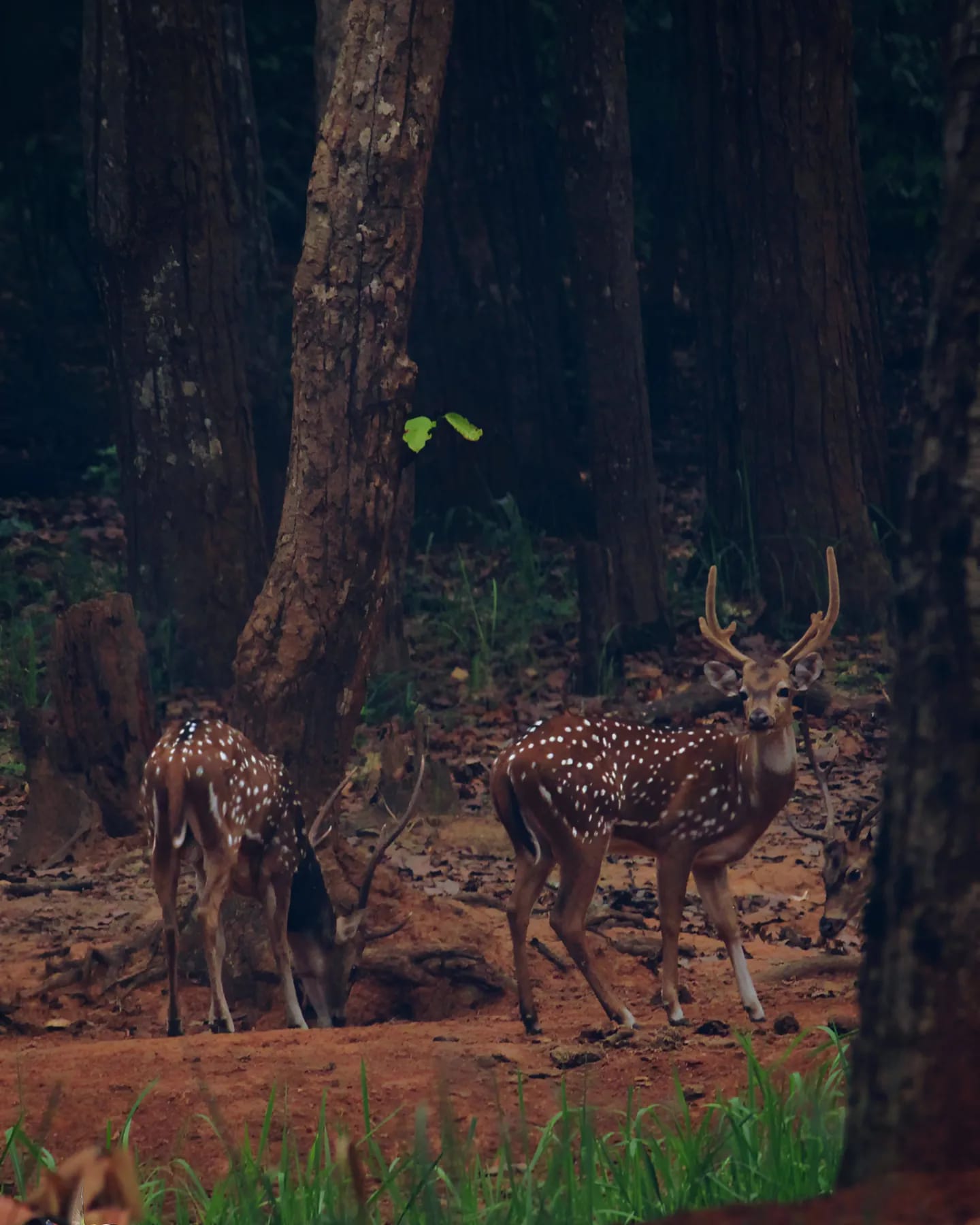 axis deer at similipal 