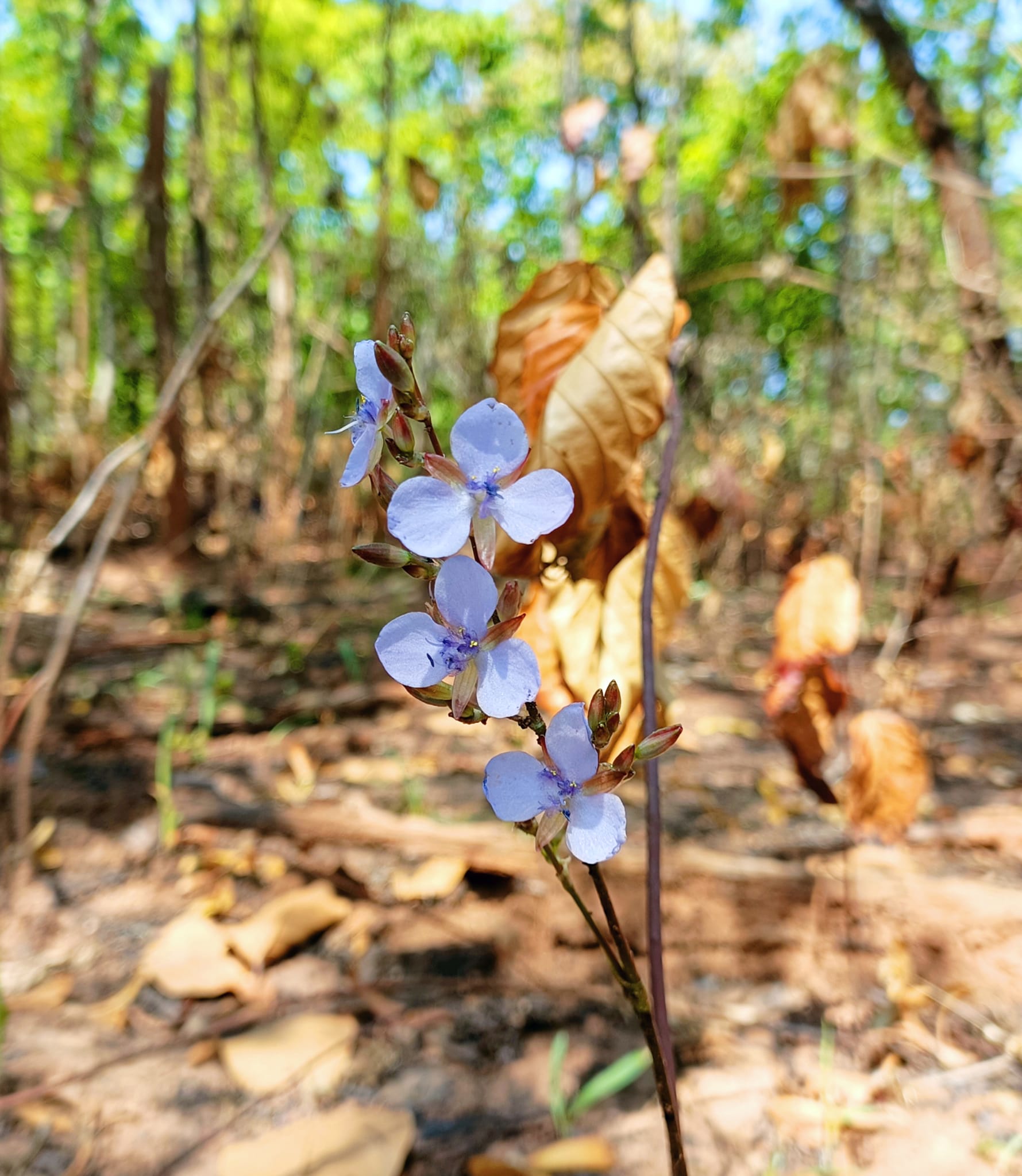 murdannia at similipal biosphere 