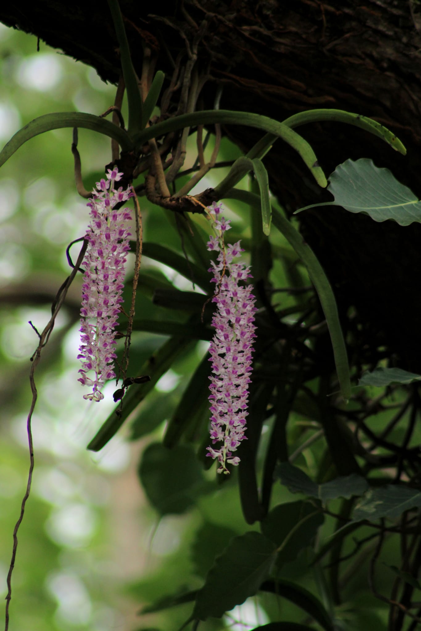 orchids at similipal 