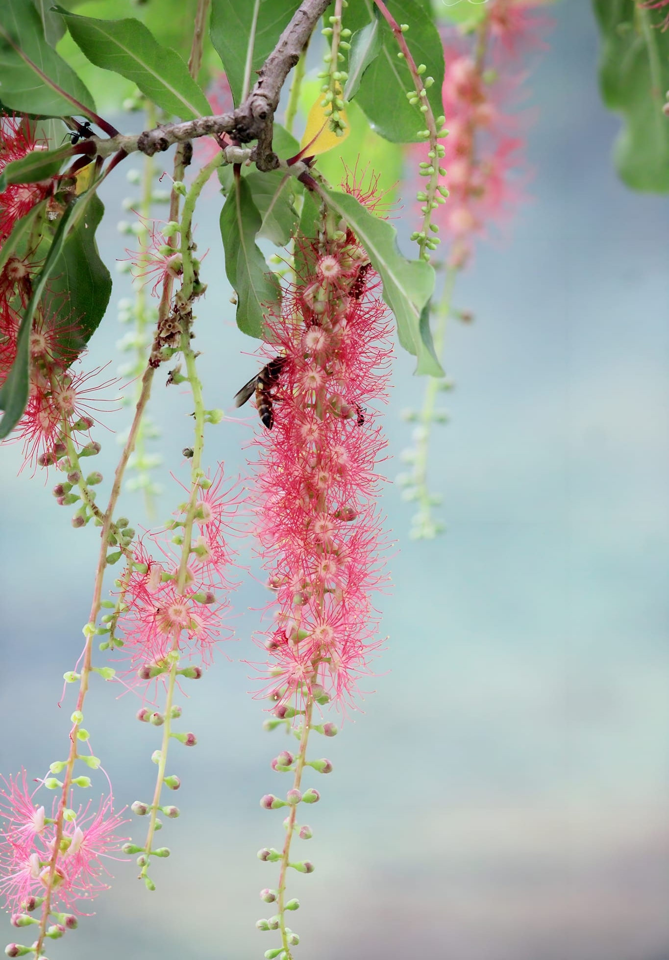 red bottlebrush flower