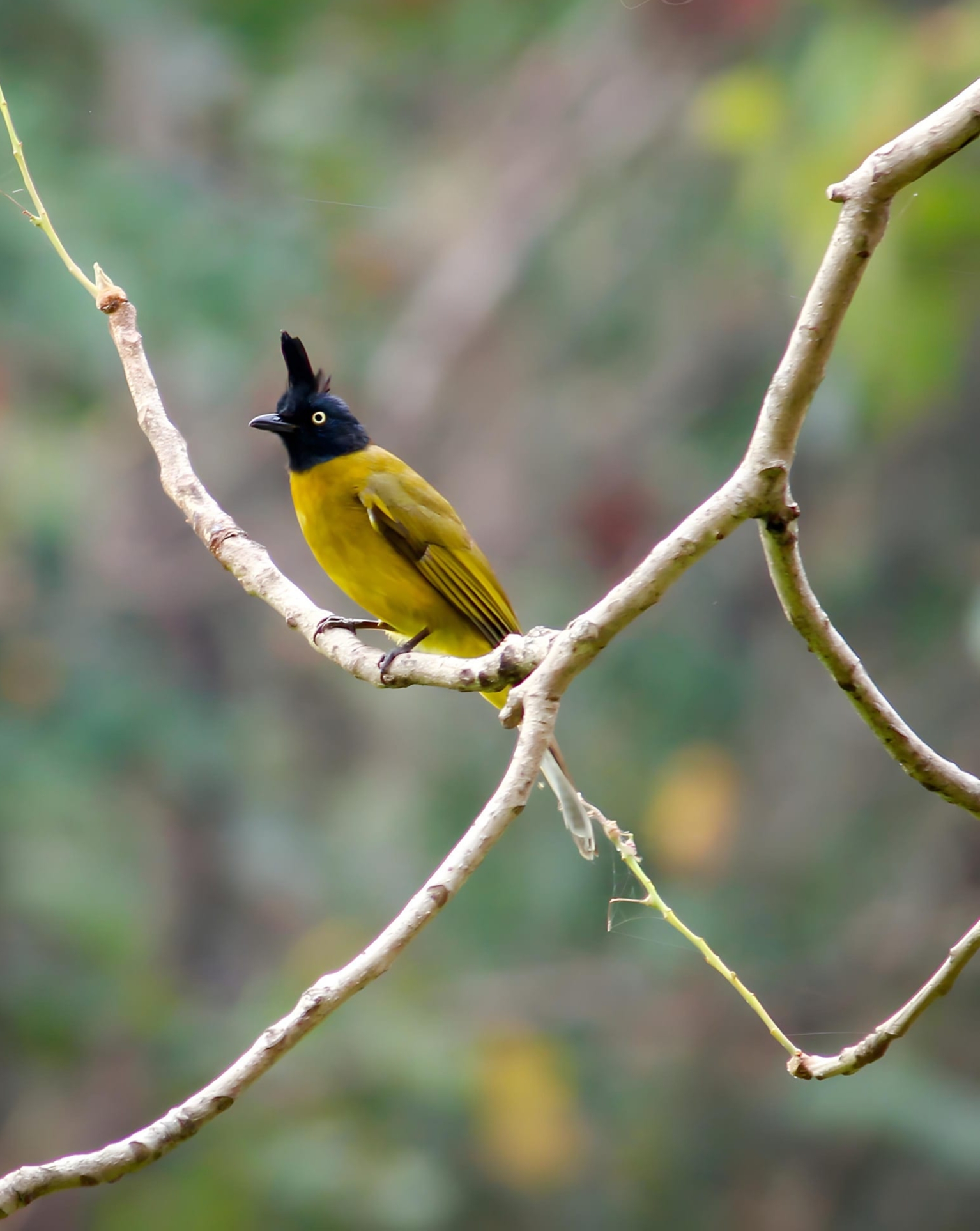 black-crested bulbul at similipal 