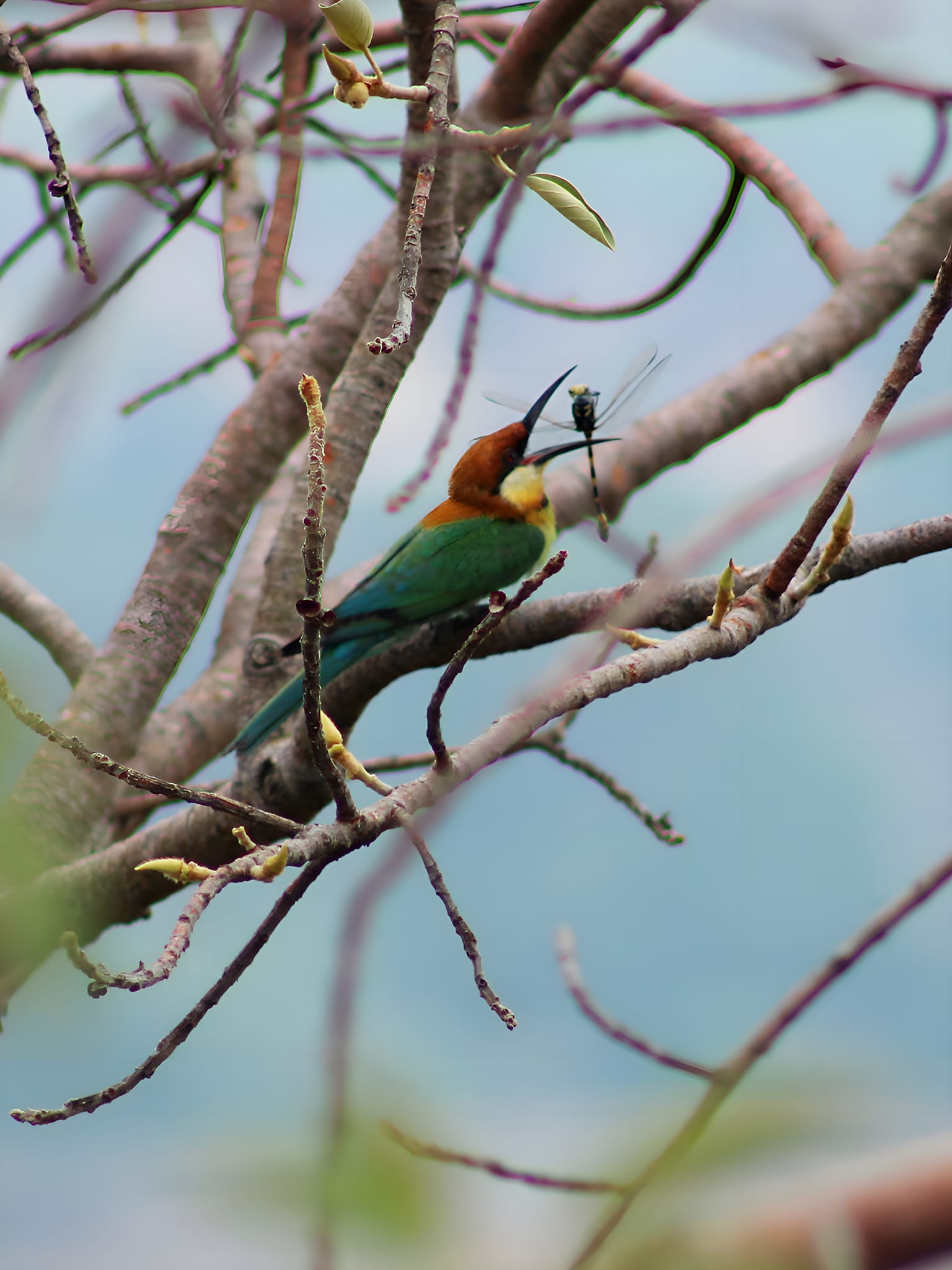 chestnut-headed bee-eater