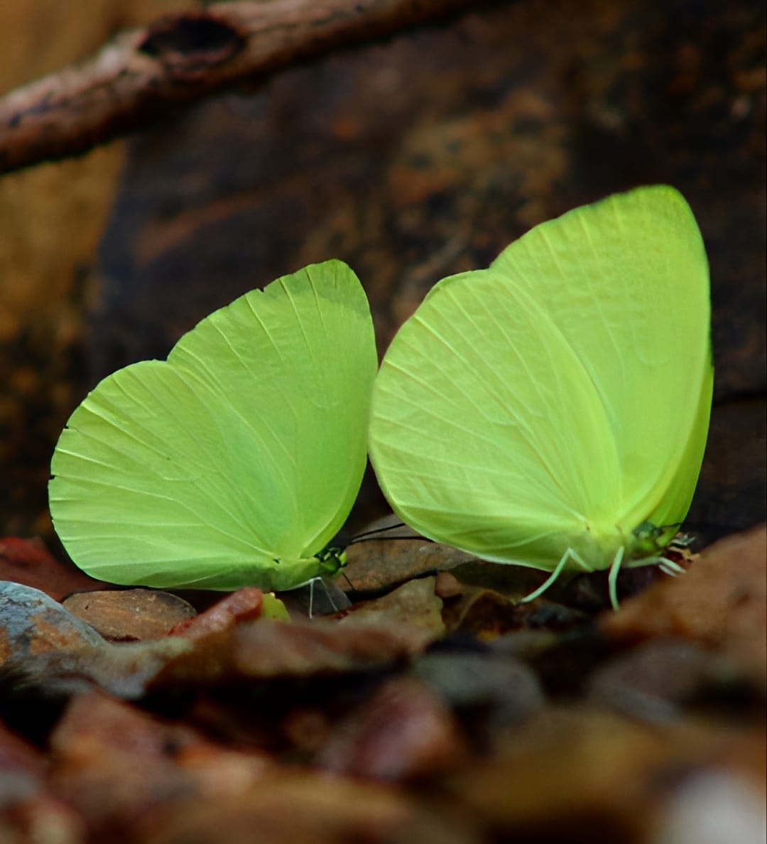 common emigrant at similipal 