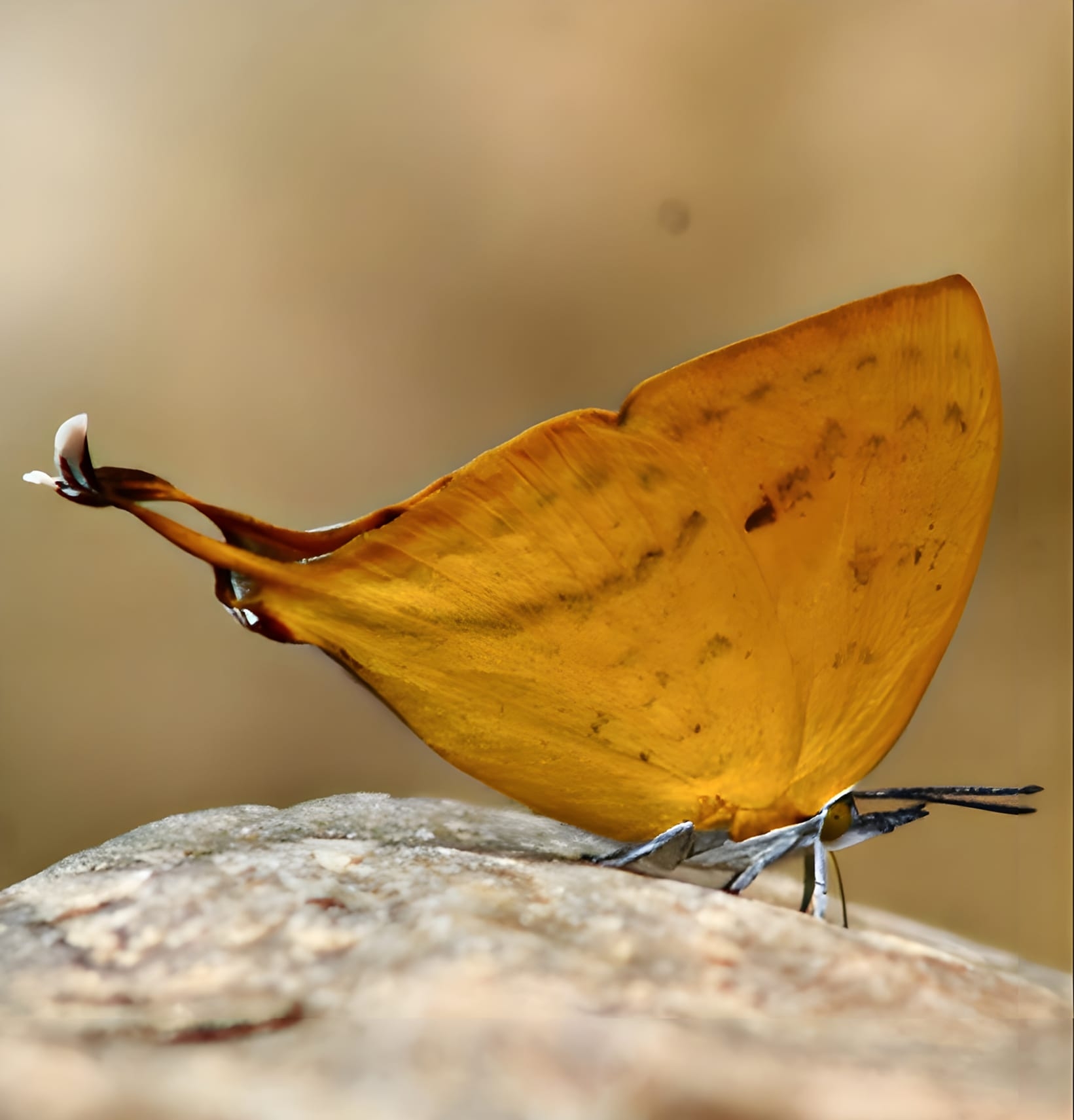 common yamfly at similipal 