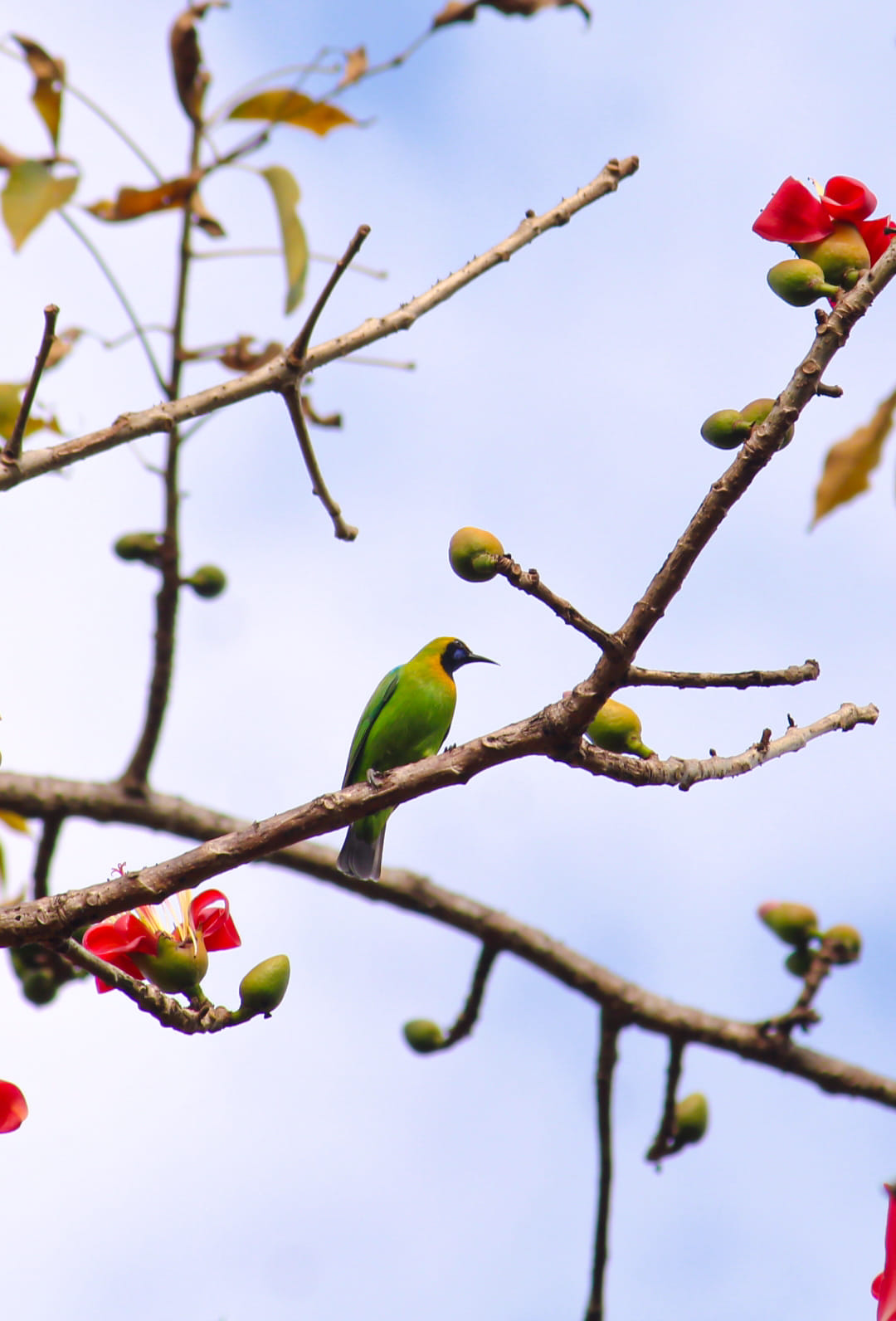 golden-fronted leafbird at similipal 