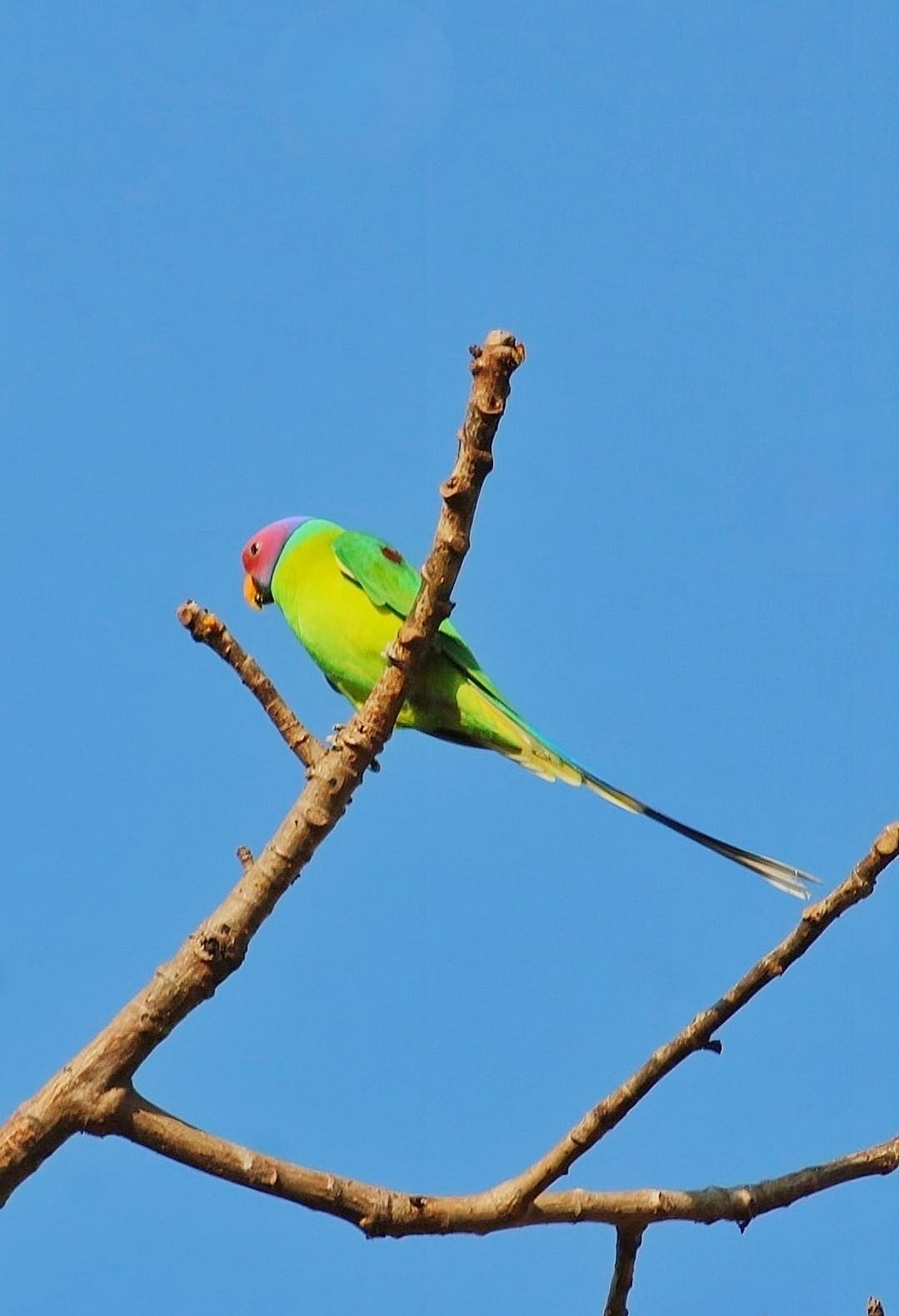 plum-headed parakeet at similipal