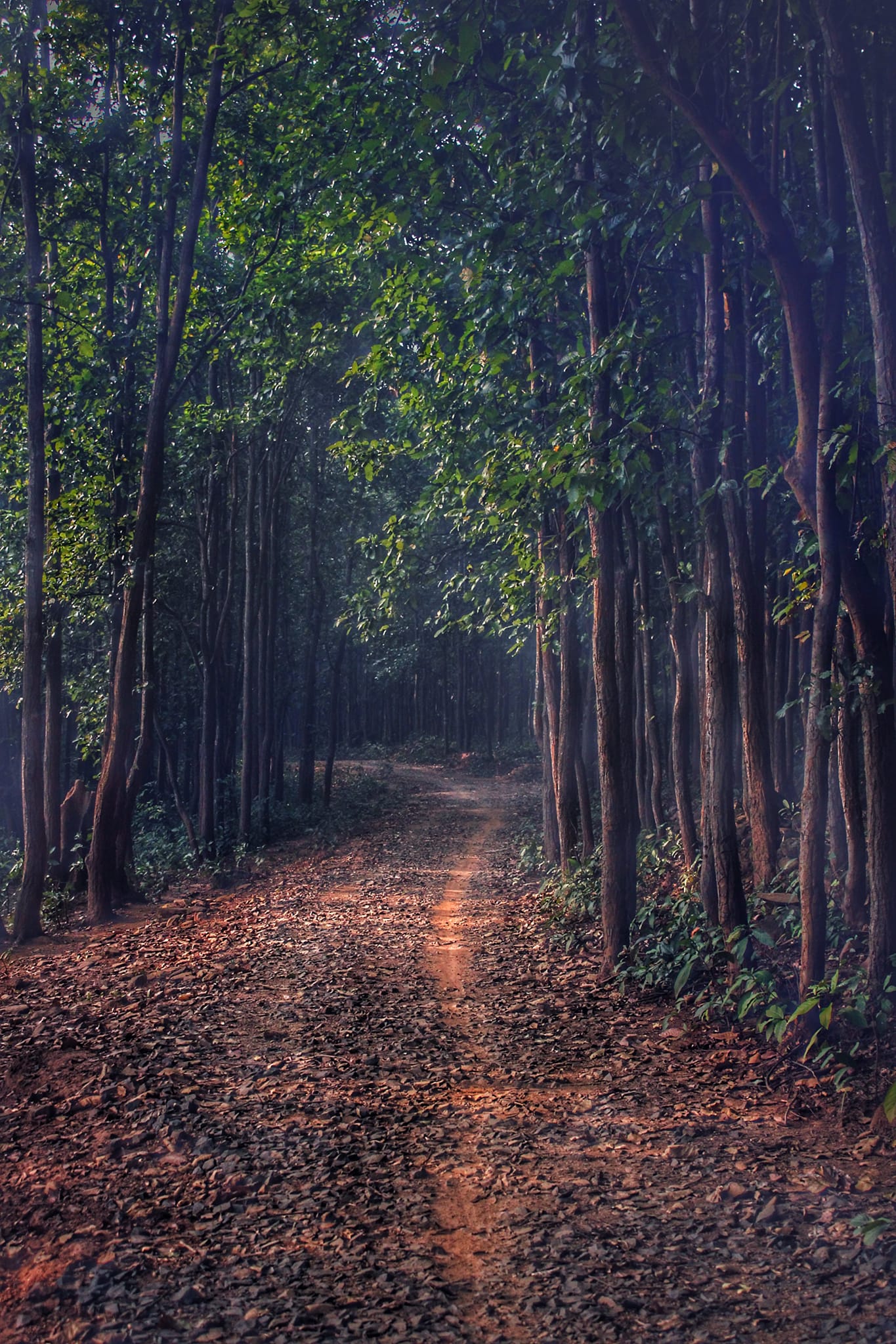 similipal biosphere reserve