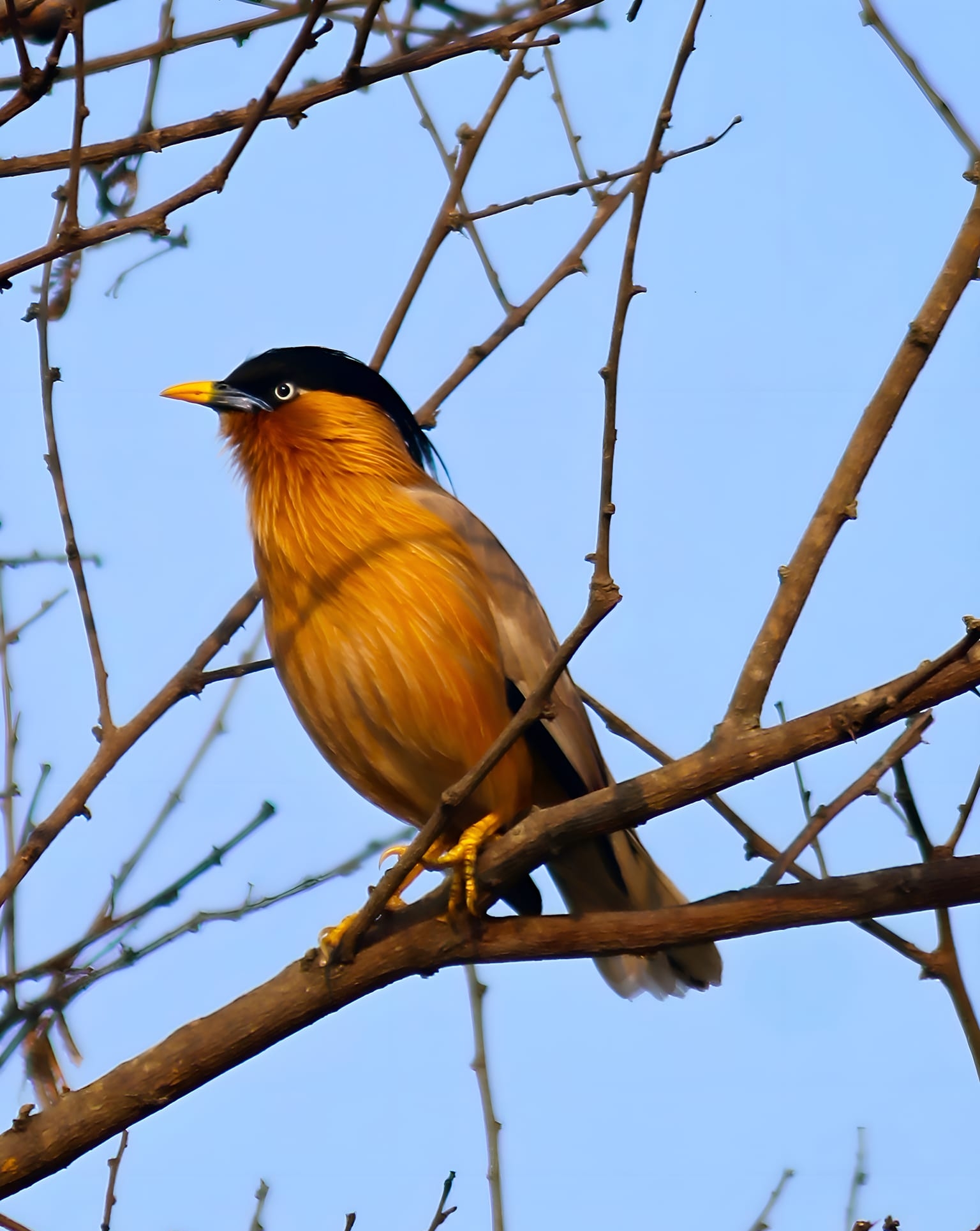 brahminy starling at similipal