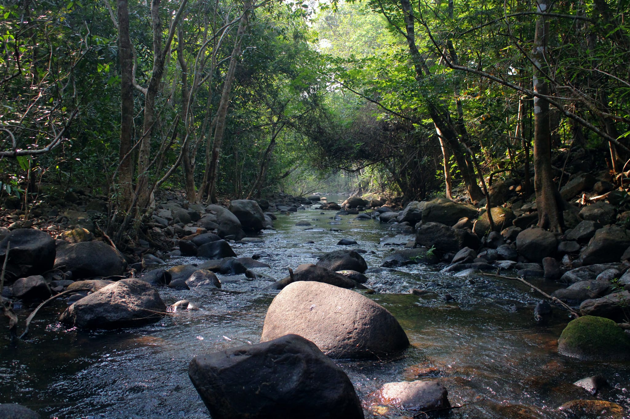 similipal forest