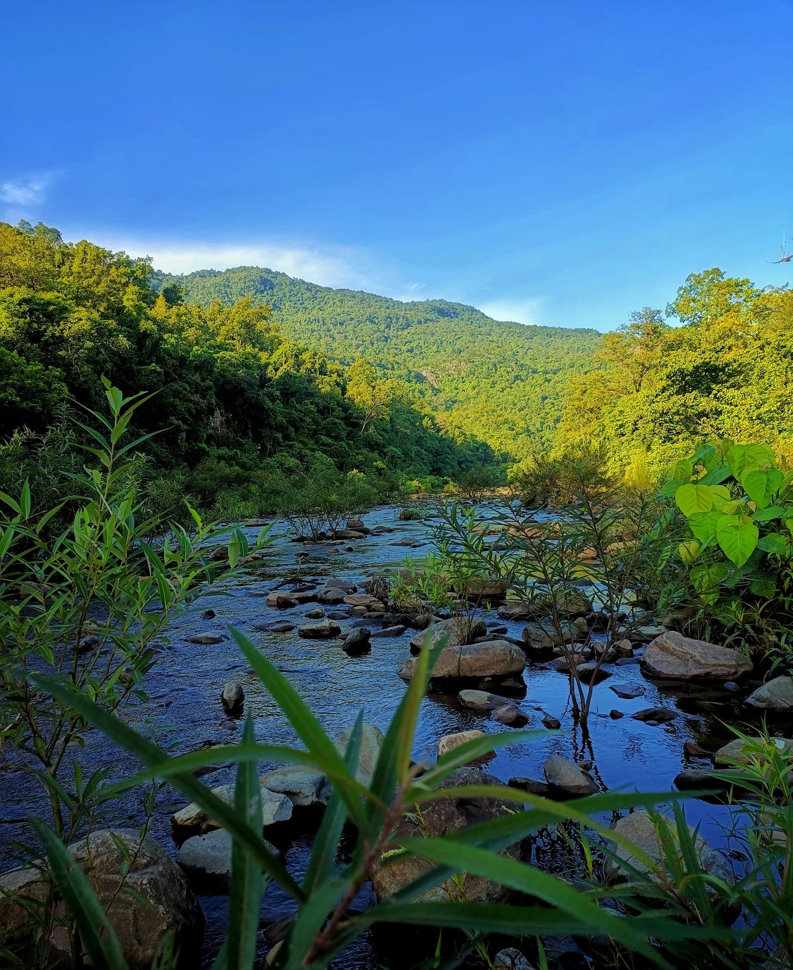 similipal tiger reserve