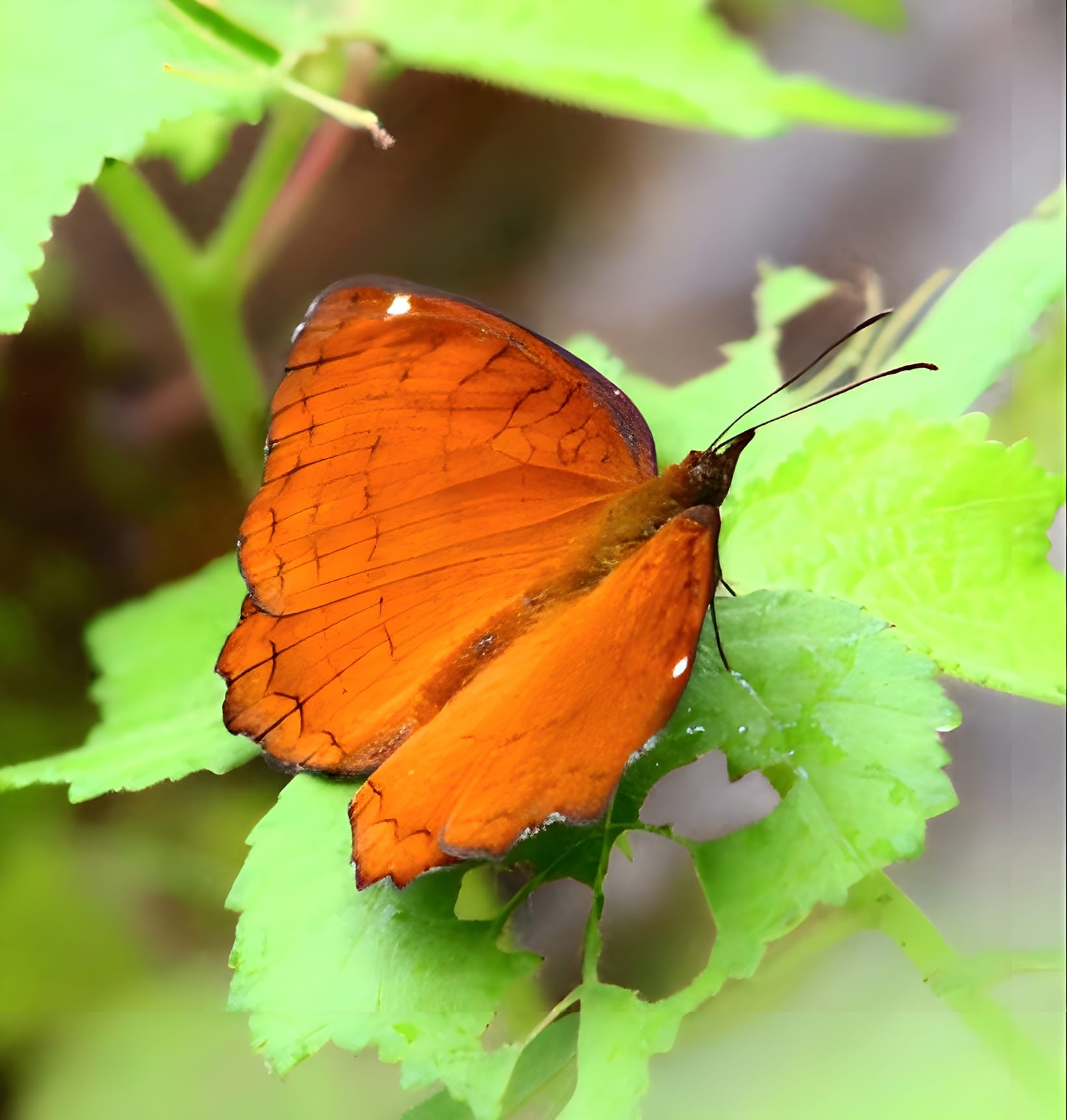 tropical leafwing at similipal 