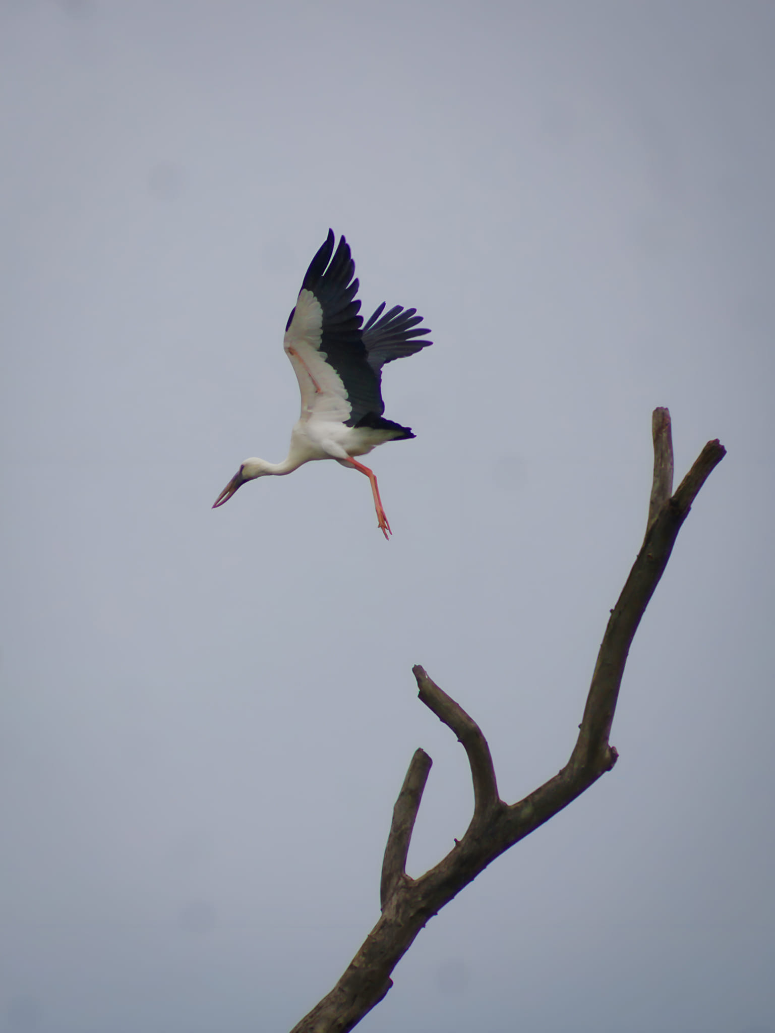 white stork at similipal 